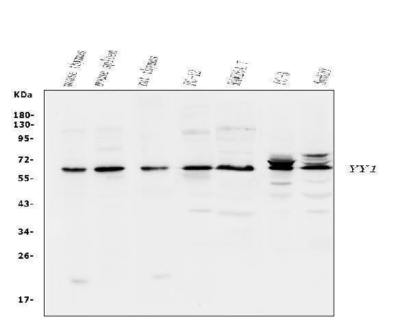 Anti-YY1 Antibody Picoband®