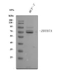 Anti-ZBTB7A Antibody Picoband®