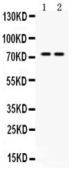 Anti-ZBTB7A Antibody Picoband®