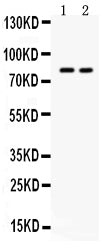 Anti-ZP2 Antibody Picoband®