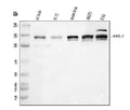 Anti-ABL2 Antibody Picoband®