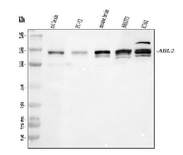 Anti-ABL2 Antibody Picoband®