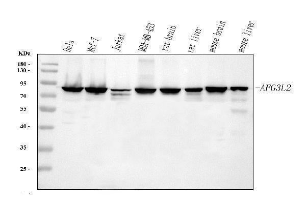 Anti-AFG3L2 Antibody Picoband®