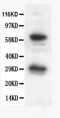 Anti-Bcl-X/BCL2L1 Antibody Picoband®
