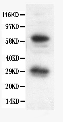 Anti-Bcl-X/BCL2L1 Antibody Picoband®