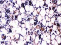 Anti-Osteocalcin/BGLAP Antibody