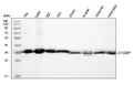 Anti-GC1q R/C1QBP Antibody Picoband®