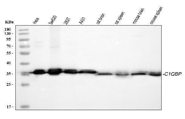 Anti-GC1q R/C1QBP Antibody Picoband®