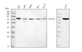 Anti-Caldesmon/CALD1 Antibody Picoband®