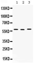 Anti-CAP1 Antibody Picoband®