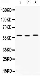 Anti-CAP1 Antibody Picoband®