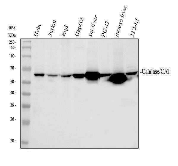Anti-Catalase Antibody Picoband®