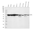 Anti-CCT3 Antibody Picoband®