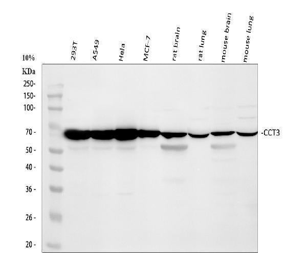 Anti-CCT3 Antibody Picoband®