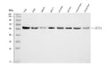 Anti-TCP1 delta/CCT4 Antibody Picoband®