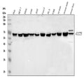 Anti-TCP1 epsilon/CCT5 Antibody Picoband®