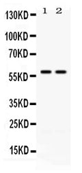 Anti-CD2/CD2 Antibody Picoband®