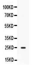 Anti-CD9 Antibody Picoband®