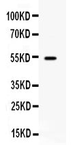 Anti-CD27 Antibody Picoband®