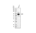 Anti-CD33 Antibody Picoband®