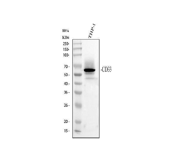 Anti-CD33 Antibody Picoband®