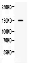 Anti-CDCP1 Antibody Picoband®