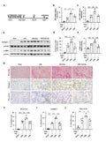 Anti-Collagen I/COL1A1 Antibody Picoband®