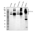 Anti-Collagen I/COL1A1 Antibody Picoband®