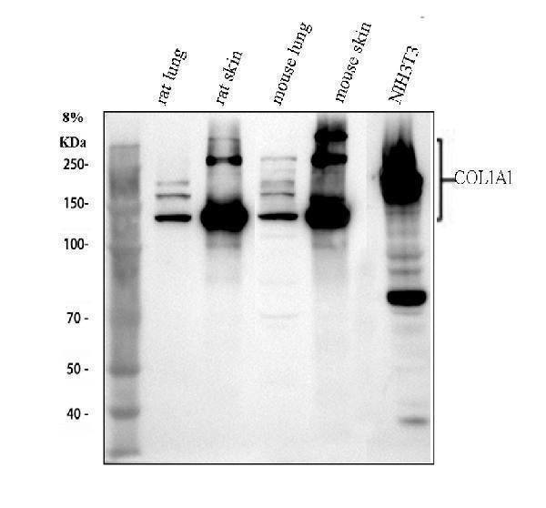 Anti-Collagen I/COL1A1 Antibody Picoband®