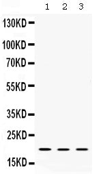 Anti-Alpha A Crystallin/CRYAA Antibody Picoband®