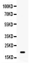 Anti-GADD45A Antibody Picoband®