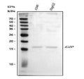 Anti-GIP Antibody Picoband®