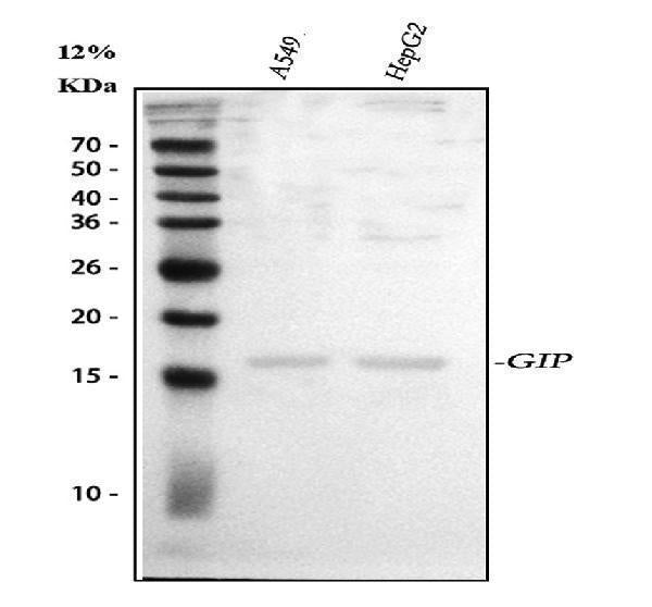 Anti-GIP Antibody Picoband®
