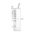 Anti-GIP Antibody Picoband®