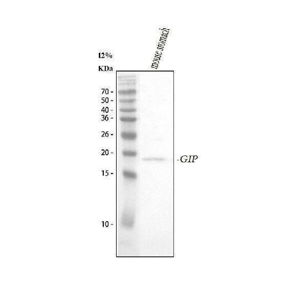 Anti-GIP Antibody Picoband®