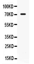 Anti-IL7R alpha Antibody Picoband®