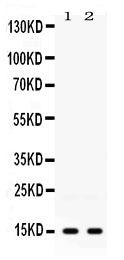 Anti-ISG15 Antibody Picoband®