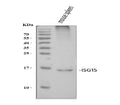 Anti-ISG15 Antibody Picoband®