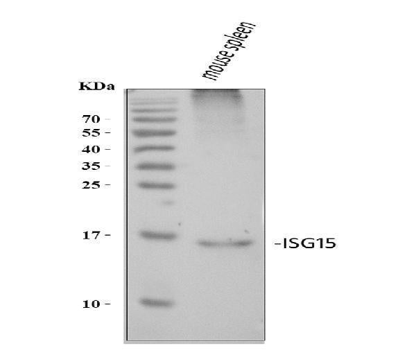 Anti-ISG15 Antibody Picoband®