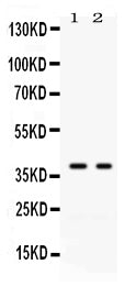 Anti-GAL4/LGALS4 Antibody Picoband®