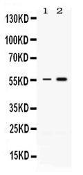 Anti-MEF2A Antibody Picoband®