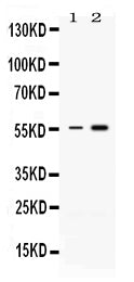 Anti-MEF2A Antibody Picoband®