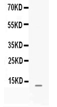 Anti-MGP Antibody Picoband®