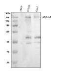 Anti-MUC3/MUC3A/MUC3B Antibody Picoband®