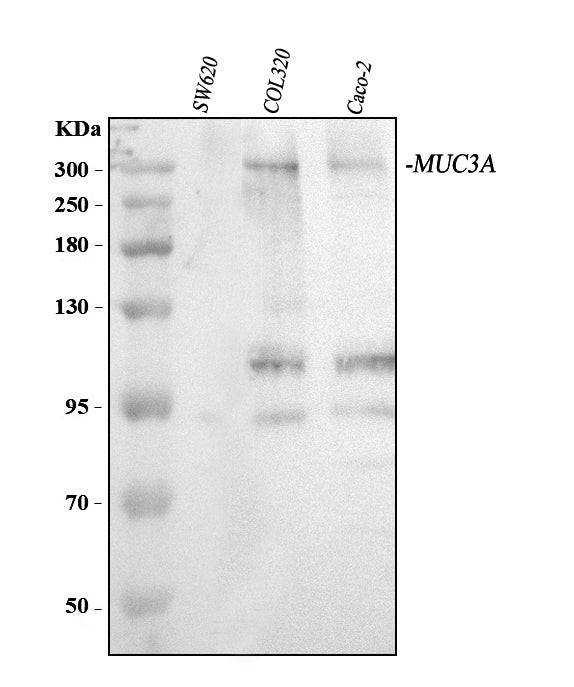 Anti-MUC3/MUC3A/MUC3B Antibody Picoband®