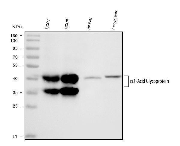 Anti-Alpha 1 Acid Glycoprotein/ORM1 Antibody Picoband®