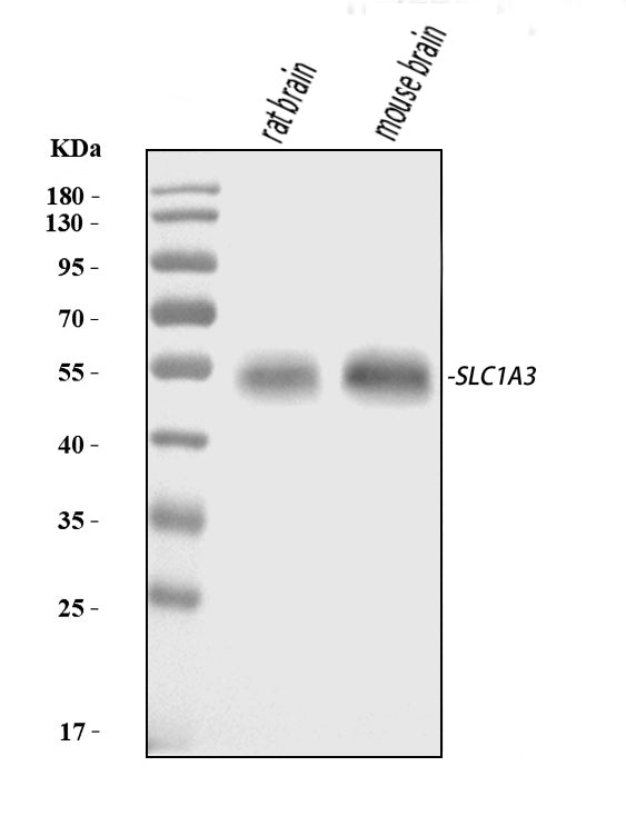 Anti-EAAT1/SLC1A3 Antibody Picoband®
