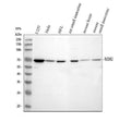 Anti-WDR1 Antibody Picoband®
