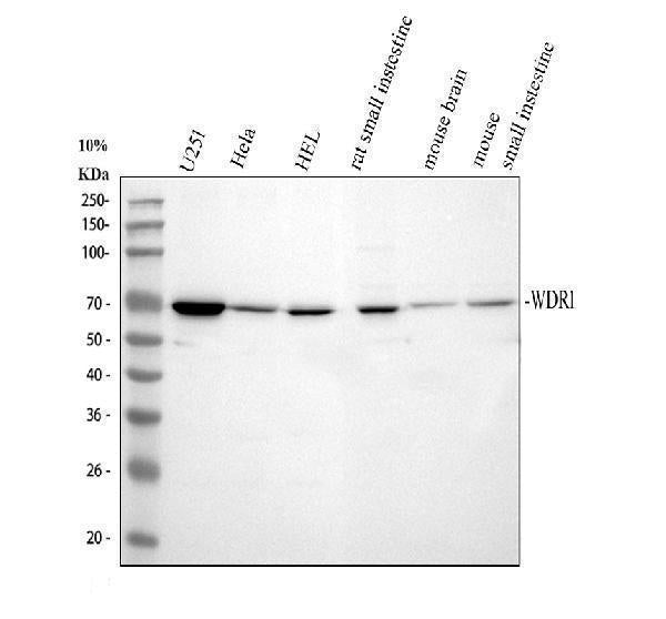 Anti-WDR1 Antibody Picoband®