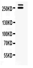 Anti-WNK1 Antibody Picoband®